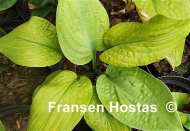 Hosta Telegraham